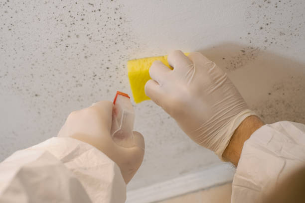 Best Black Mold Removal  in La Cienega, NM