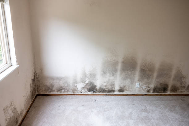 Best Mold Prevention Services  in La Cienega, NM