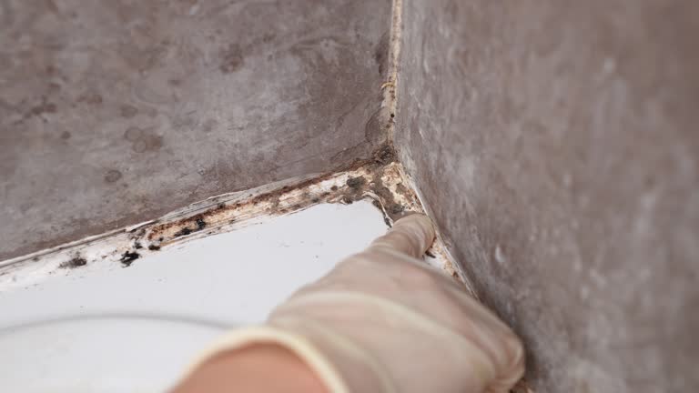 Best Industrial Mold Remediation  in La Cienega, NM